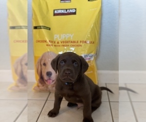 Labrador Retriever Puppy for Sale in BRENTWOOD, California USA
