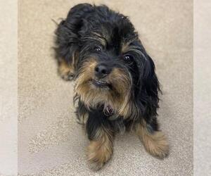 Dachshund-Unknown Mix Dogs for adoption in Aurora, CO, USA