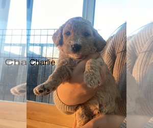 Goldendoodle Puppy for sale in KUNA, ID, USA
