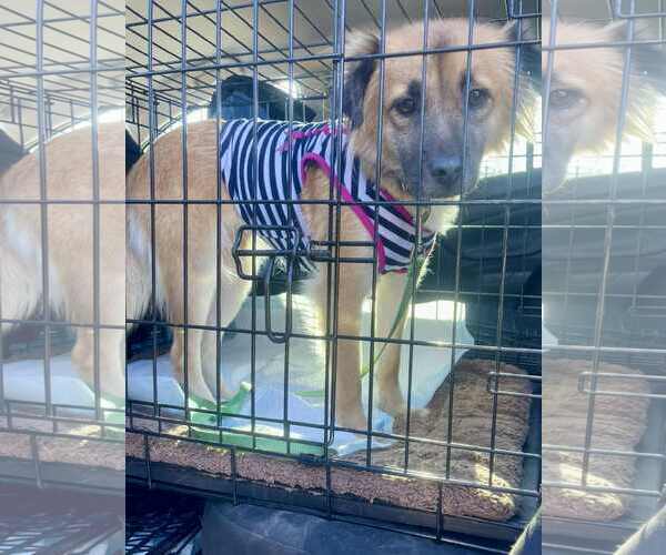 Medium Photo #4 Golden Cocker Retriever Puppy For Sale in Escondido, CA, USA