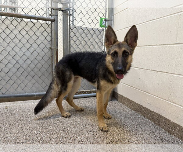 Medium Photo #1 Mutt Puppy For Sale in Hilton Head, SC, USA