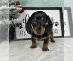 Small Photo #5 Dachshund Puppy For Sale in GREENFIELD, IN, USA