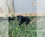 Puppy Dark Green Australian Cattle Dog-Labrador Retriever Mix