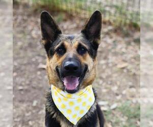 German Shepherd Dog-Unknown Mix Dogs for adoption in San Antonio, TX, USA