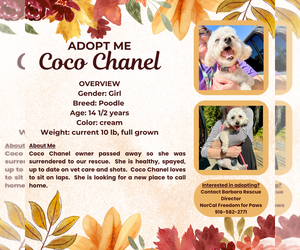 Poodle (Miniature) Dogs for adoption in Rancho Cordova, CA, USA