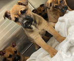 Small Photo #3 German Shepherd Dog Puppy For Sale in BRANDYWINE, MD, USA