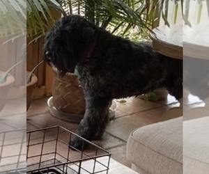 Bouvier Des Flandres Puppy for sale in BLANCO, TX, USA