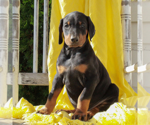 Doberman Pinscher Puppy for sale in NARVON, PA, USA