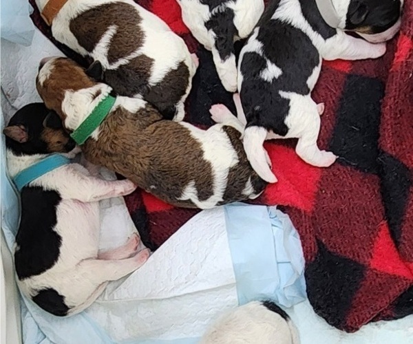Medium Photo #3 Wire Fox Terrier Puppy For Sale in BURLESON, TX, USA