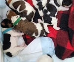 Small Photo #3 Wire Fox Terrier Puppy For Sale in BURLESON, TX, USA