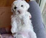 Puppy Cherry Bichon Frise