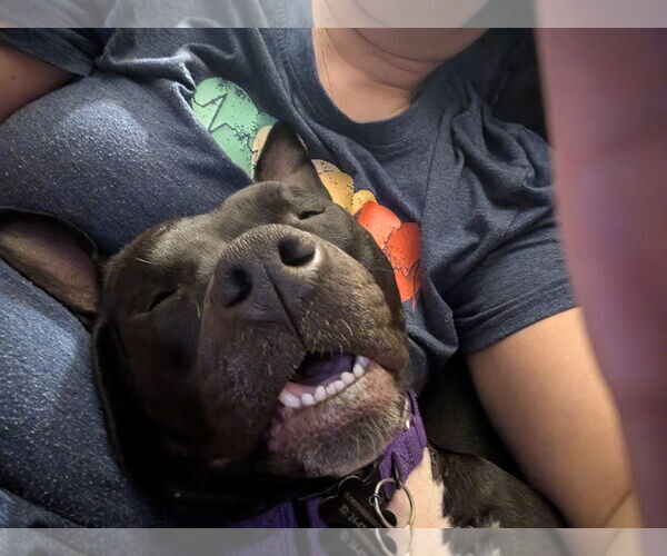 Medium Photo #7 Mutt Puppy For Sale in Rockaway, NJ, USA