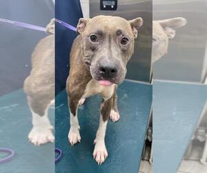 Bulldog-Unknown Mix Dogs for adoption in Mobile, AL, USA
