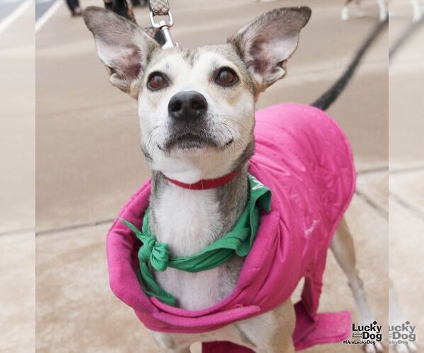 Medium Photo #4 Labrador Retriever-Unknown Mix Puppy For Sale in Washington, DC, USA