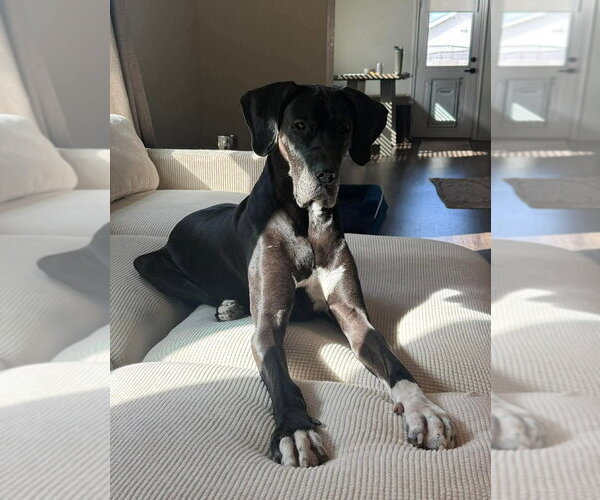 Medium Photo #4 Great Dane-Labrador Retriever Mix Puppy For Sale in Bullard, TX, USA