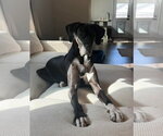 Small #3 Great Dane-Labrador Retriever Mix