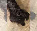 Small #3 Miniature Schnauzer Mix