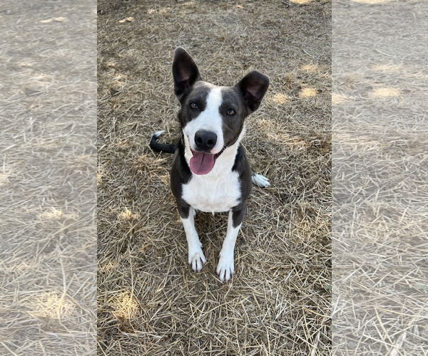 Medium Photo #4 Border Collie-Unknown Mix Puppy For Sale in Chico, CA, USA