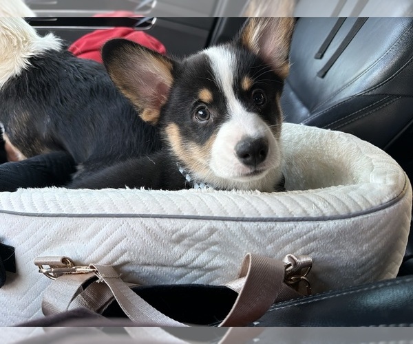 Medium Photo #1 Pembroke Welsh Corgi Puppy For Sale in INDEPENDENCE, MO, USA