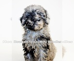 Puppy 3 Australian Labradoodle-Miniature Bernedoodle Mix