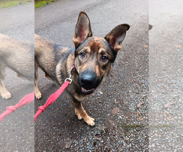 Medium Photo #3 German Shepherd Dog Puppy For Sale in Seattle, WA, USA