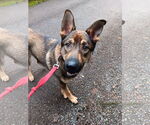 Small #2 German Shepherd Dog