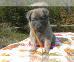 Snowy Peach Ber - Female German Shepherd Dog Puppy for Sale - Photo #2