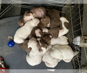 American Pit Bull Terrier Puppy for sale in LINCOLN PARK, MI, USA
