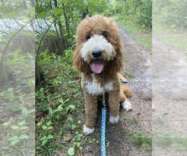 Medium Photo #1 Goldendoodle (Miniature) Puppy For Sale in WILMINGTON, NC, USA