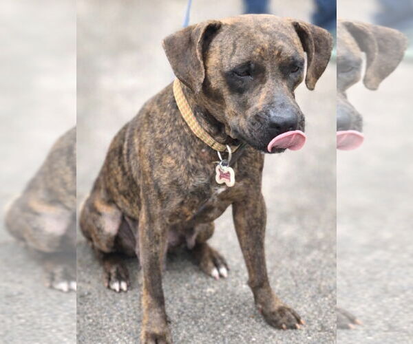 Medium Photo #3 American Pit Bull Terrier-American Staffordshire Terrier Mix Puppy For Sale in Cary, NC, USA