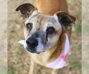 Mutt Dogs for adoption in San Antonio, TX, USA