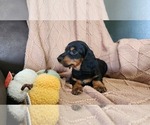 Puppy Tucker Dachshund
