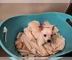 Small Photo #17 Chihuahua Puppy For Sale in MARIETTA, GA, USA