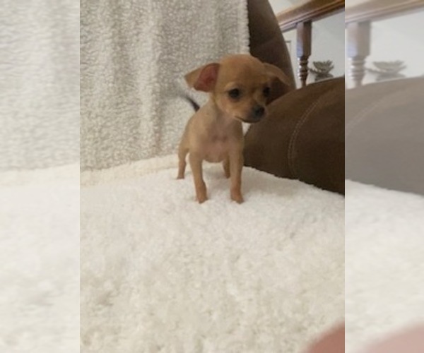 Medium Photo #6 Chihuahua Puppy For Sale in AURORA, CO, USA