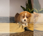 Small Photo #3 Pembroke Welsh Corgi Puppy For Sale in ROCK VALLEY, IA, USA