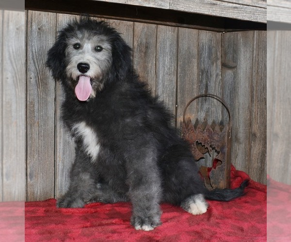 Medium Photo #5 Sheepadoodle Puppy For Sale in ASPERMONT, TX, USA
