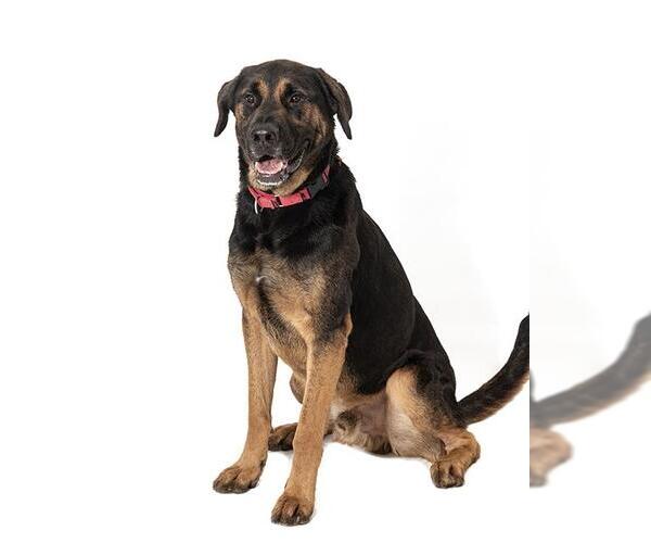 Medium Photo #11 Rottweiler-Unknown Mix Puppy For Sale in Vaughan, Ontario, Canada