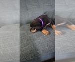 Small #3 Rottweiler
