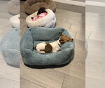 Small #2 Rat Terrier