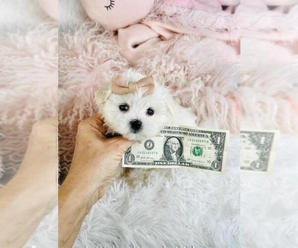 Medium Photo #7 Maltese Puppy For Sale in NAPLES, FL, USA