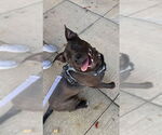 Small #2 Labrador Retriever Mix
