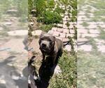 Small #1 American Pit Bull Terrier
