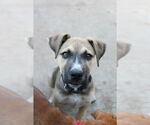 Small #4 Boxer Mix