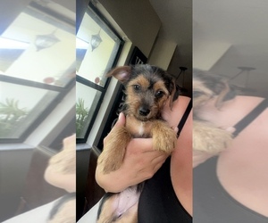 Mutt Puppy for sale in LABELLE, FL, USA