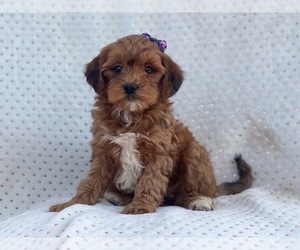 Poodle (Miniature)-Shorkie Tzu Mix Puppy for sale in LAKELAND, FL, USA