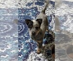 Small #4 Texas Heeler