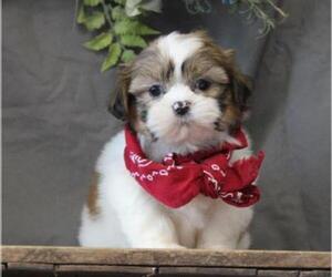 Shih Tzu Dog for Adoption in ORO VALLEY, Arizona USA