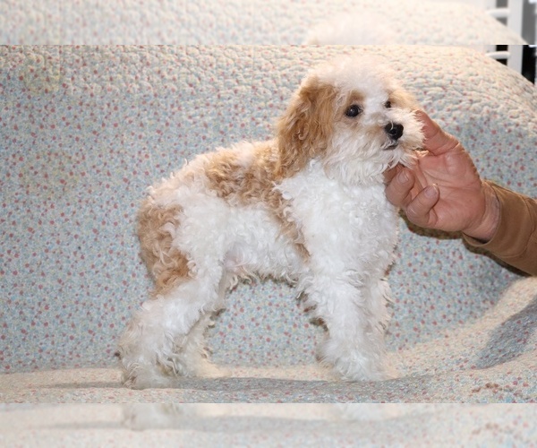Medium Photo #16 Goldendoodle (Miniature) Puppy For Sale in DYERSBURG, TN, USA