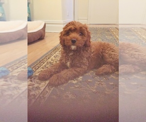 Cavapoo Puppy for sale in BRONXVILLE, NY, USA