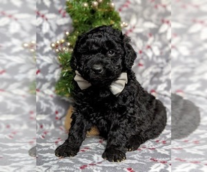 Double Doodle Puppy for sale in CHRISTIANA, PA, USA